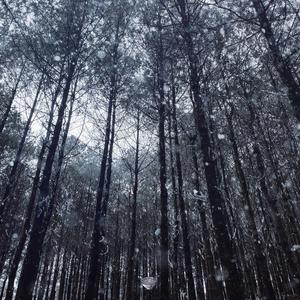 99视频全部免费精品全部四虎
